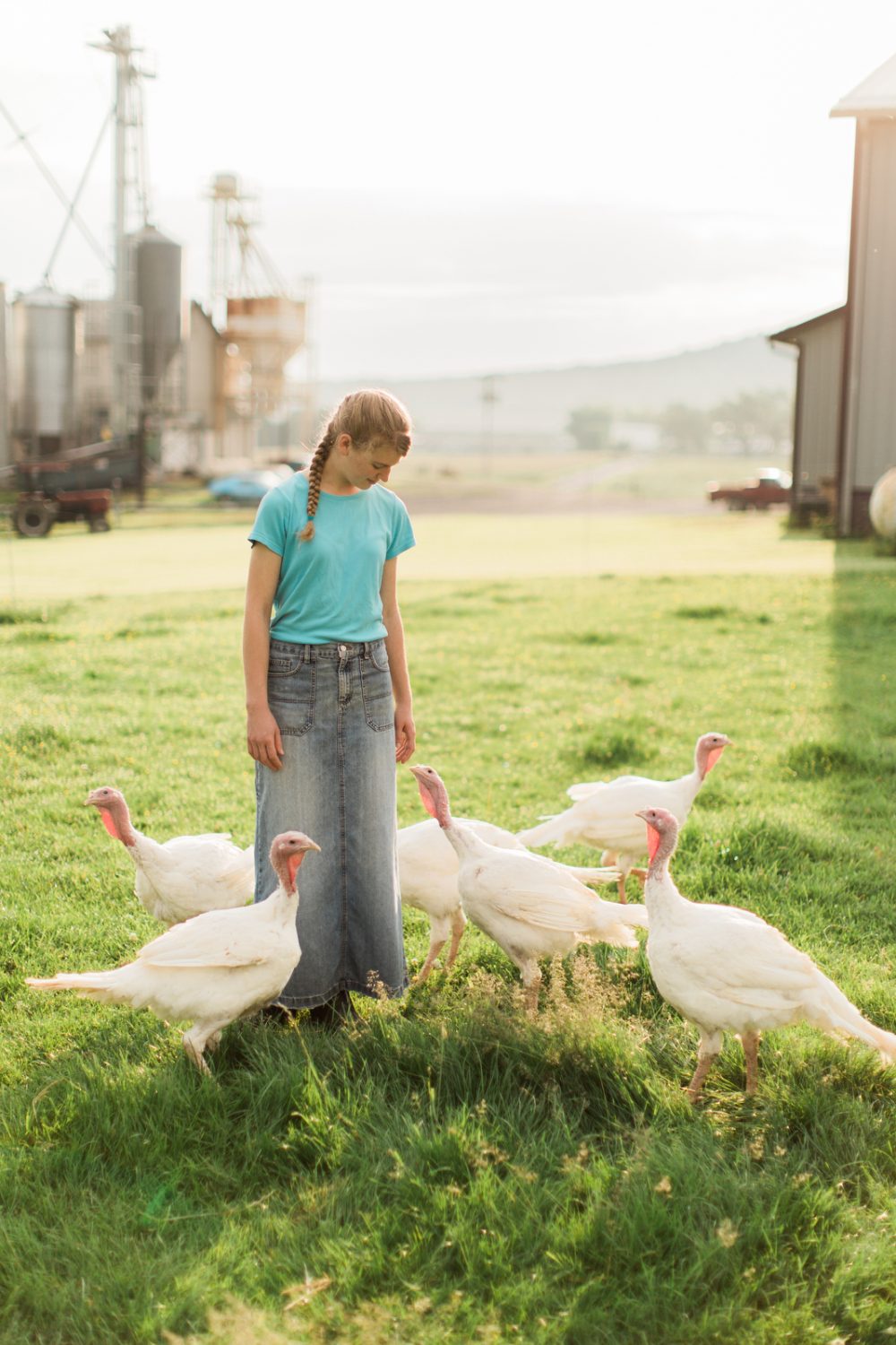 sunrise farm chickens